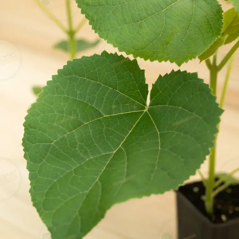 Paulownia Turbo Pro® – Pot 600 ml