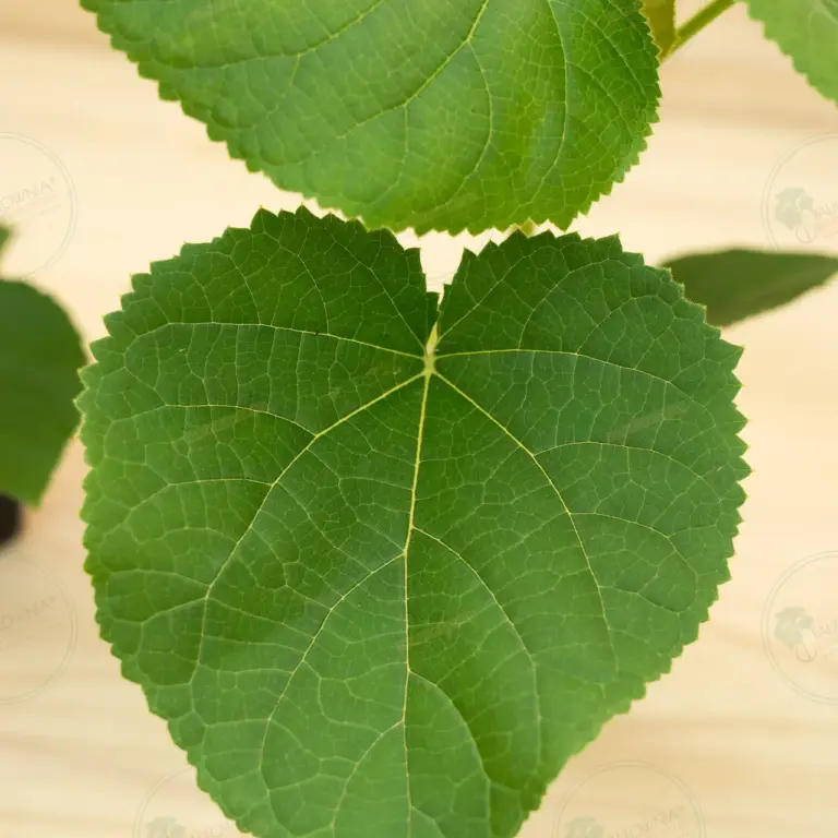 Paulownia Turbo Pro® – Pot 600 ml