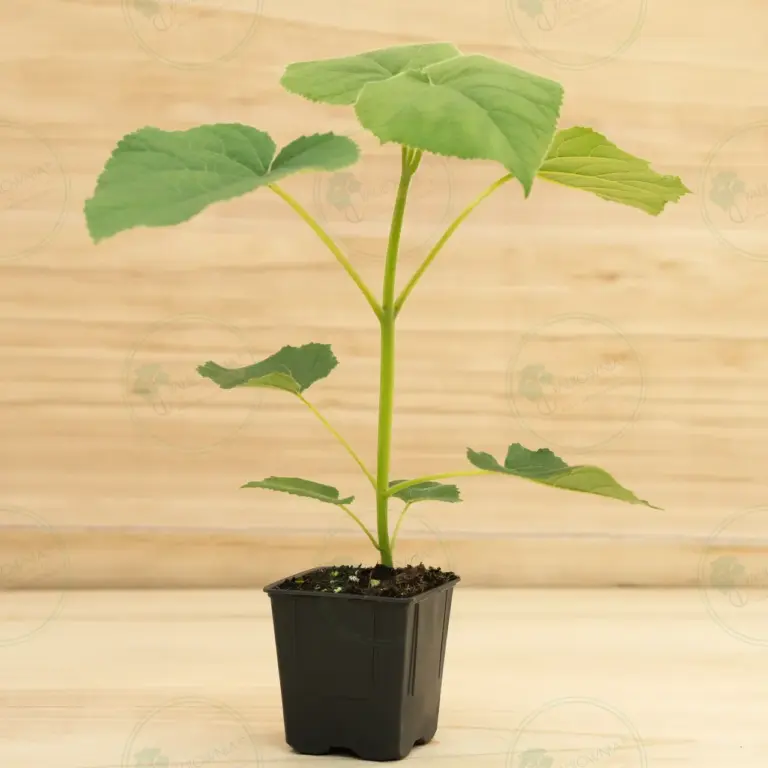 Paulownia Turbo Pro® – Pot 600 ml