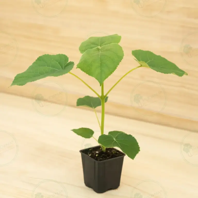 Paulownia Turbo Pro® – Pot 600 ml