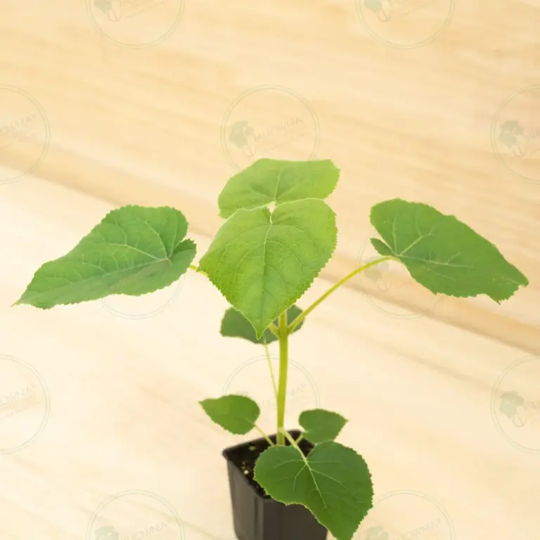 Paulownia Turbo Pro® – Pot 600 ml