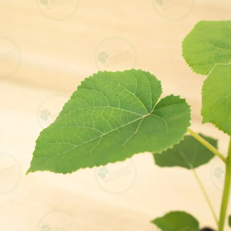 Paulownia Turbo Pro® – Pot 600 ml