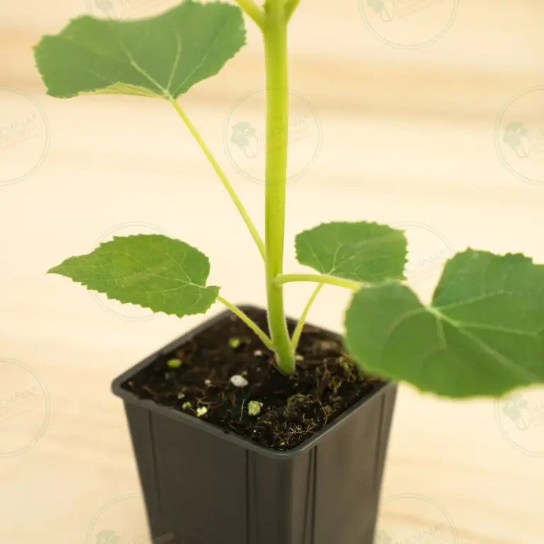 Paulownia Turbo Pro® – Pot 600 ml