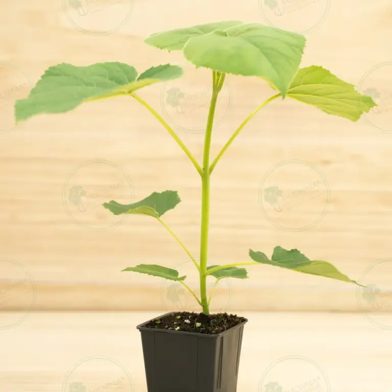Paulownia Turbo Pro® – Pot 600 ml
