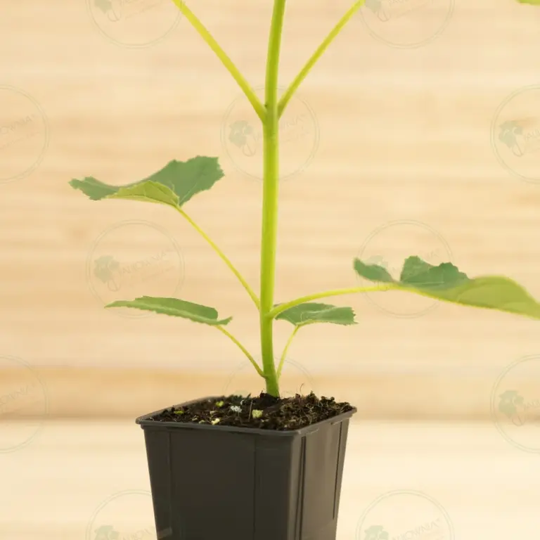 Paulownia Turbo Pro® – Pot 600 ml
