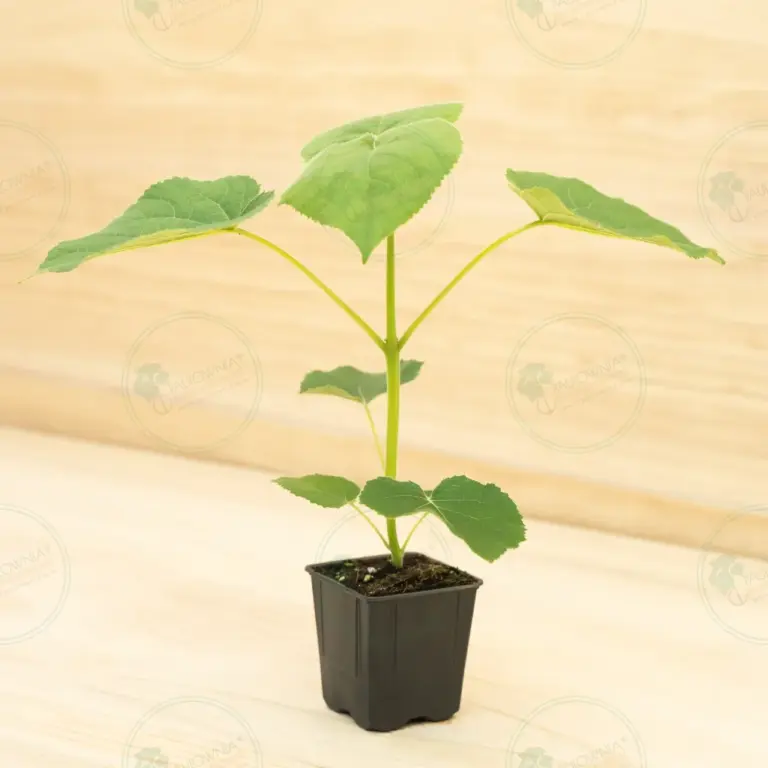 Paulownia Turbo Pro® – Pot 600 ml