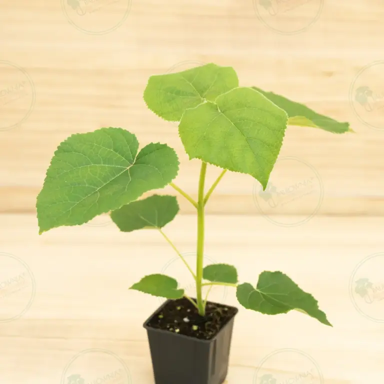 Paulownia Turbo Pro® – Pot 600 ml