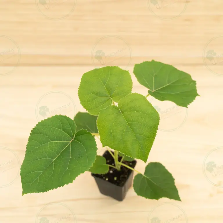 Paulownia Turbo Pro® – Pot 600 ml