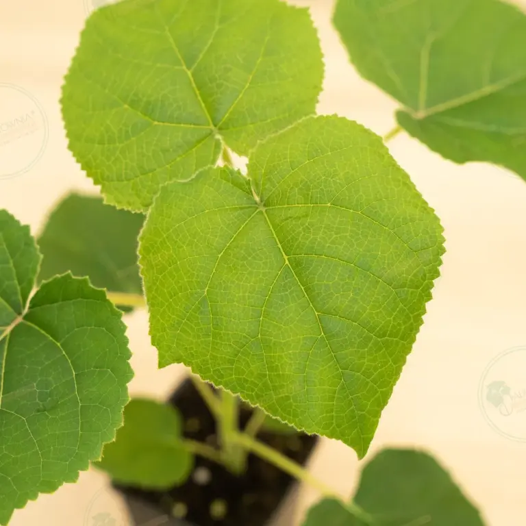 Paulownia Turbo Pro® – Pot 600 ml