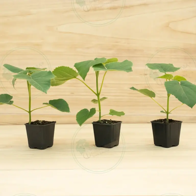 Paulownia Turbo Pro® – Pot 600 ml