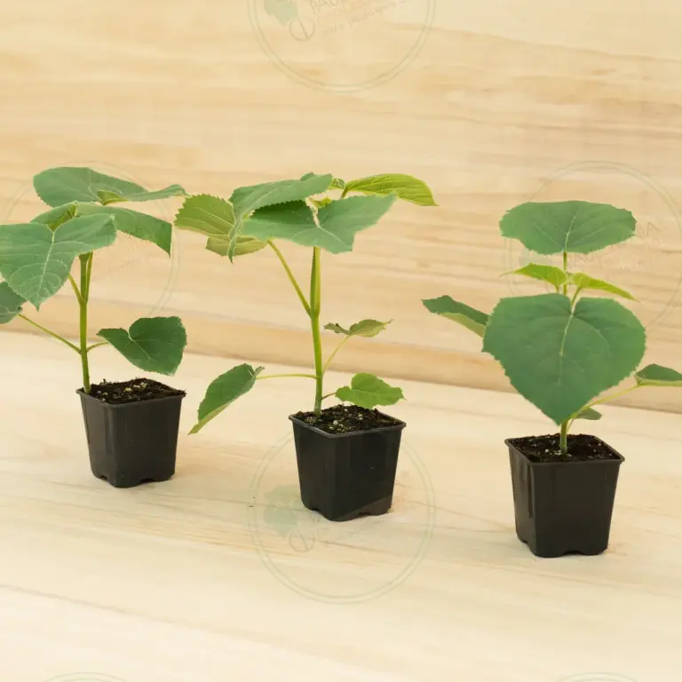Paulownia Turbo Pro® – Pot 600 ml