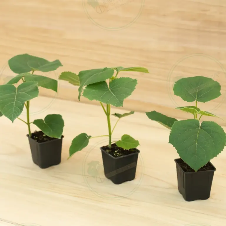 Paulownia Turbo Pro® – Pot 600 ml