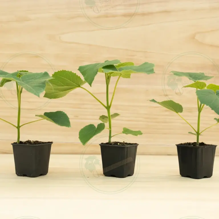 Paulownia Turbo Pro® – Pot 600 ml