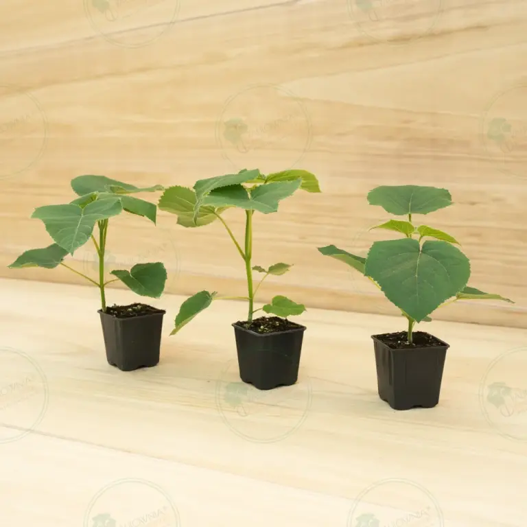 Paulownia Turbo Pro® – Pot 600 ml