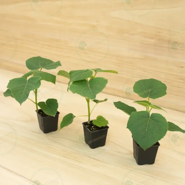 Paulownia Turbo Pro® – Pot 600 ml