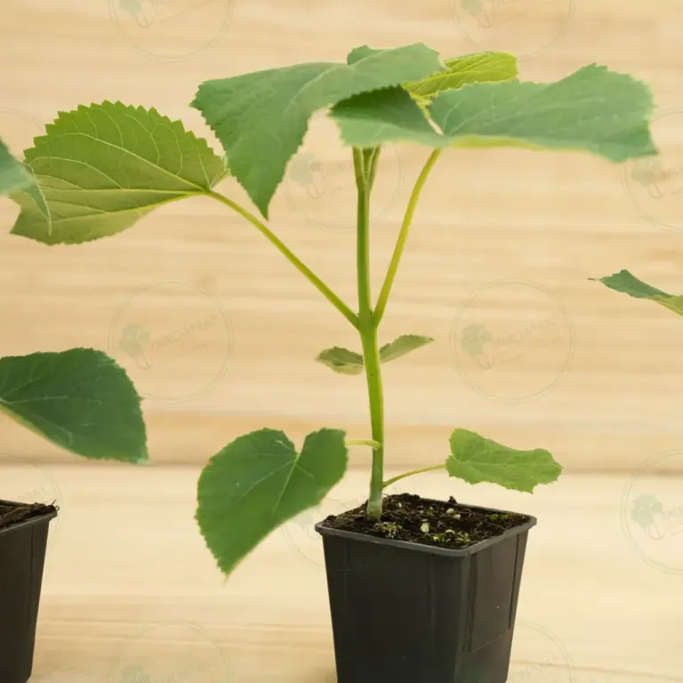 Paulownia Turbo Pro® – Pot 600 ml