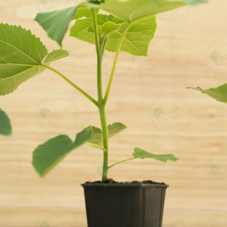 Paulownia Turbo Pro® – Pot 600 ml