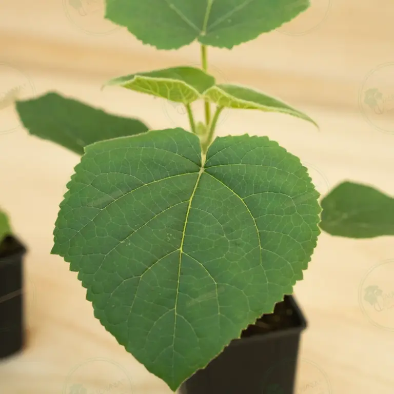 Paulownia Turbo Pro® – Pot 600 ml