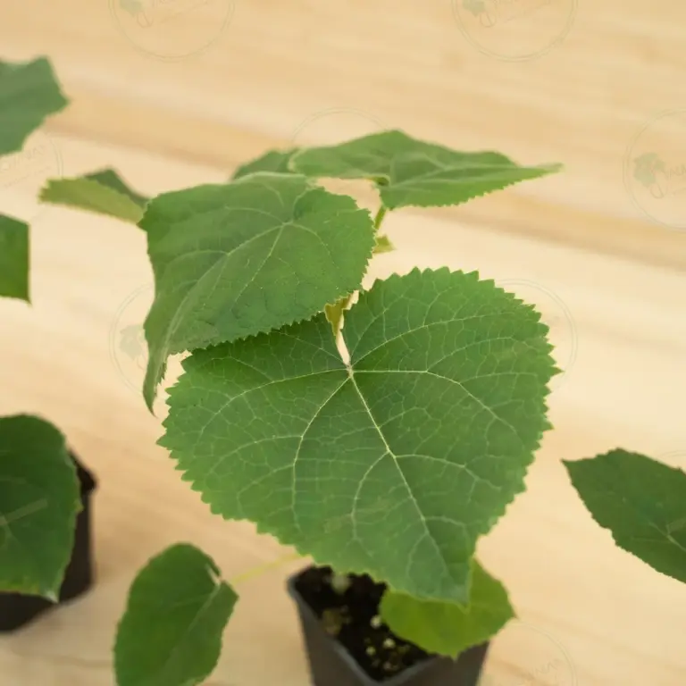 Paulownia Turbo Pro® – Pot 600 ml
