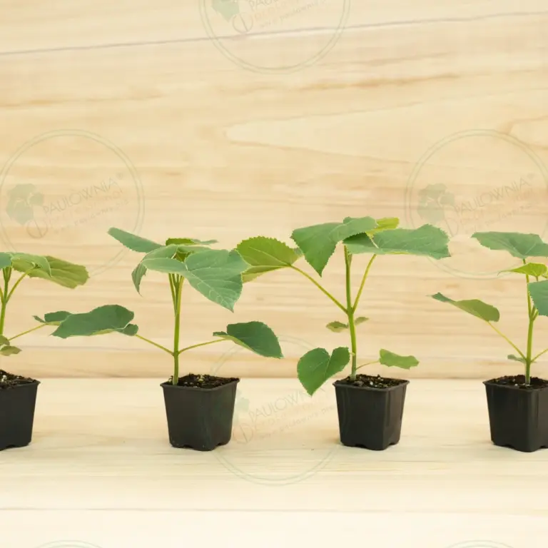 Paulownia Turbo Pro® – Pot 600 ml