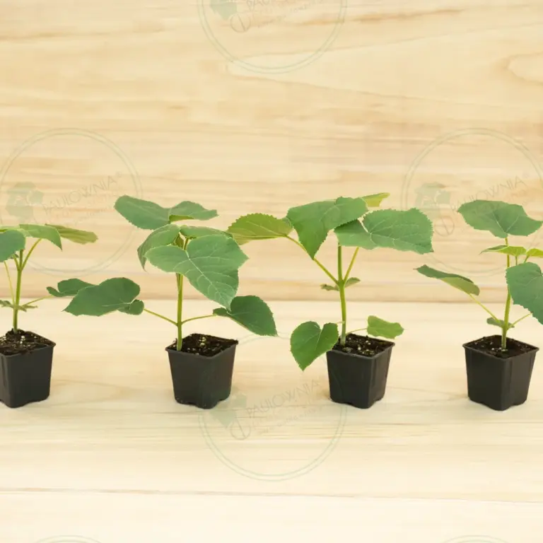 Paulownia Turbo Pro® – Pot 600 ml