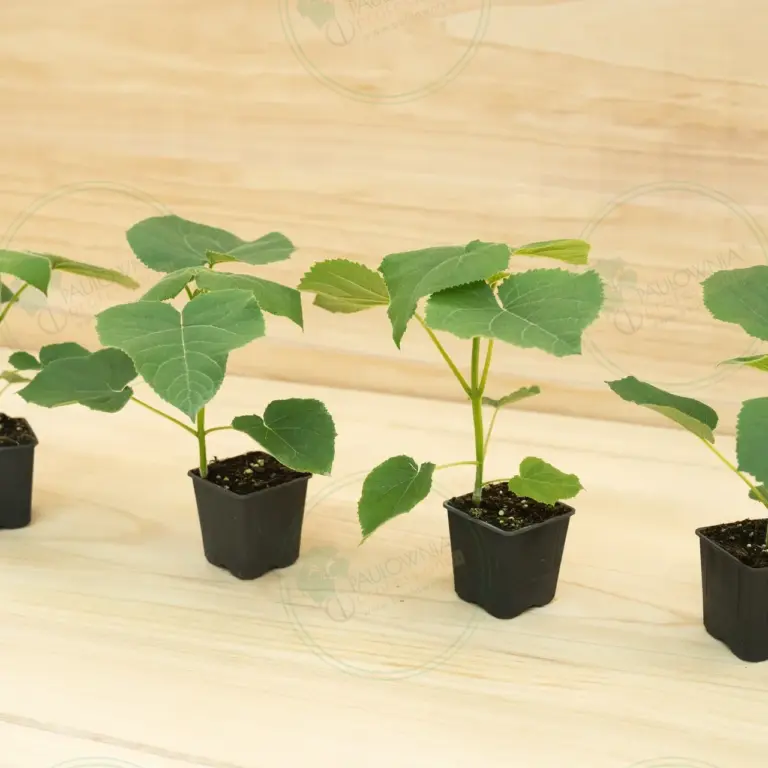 Paulownia Turbo Pro® – Pot 600 ml