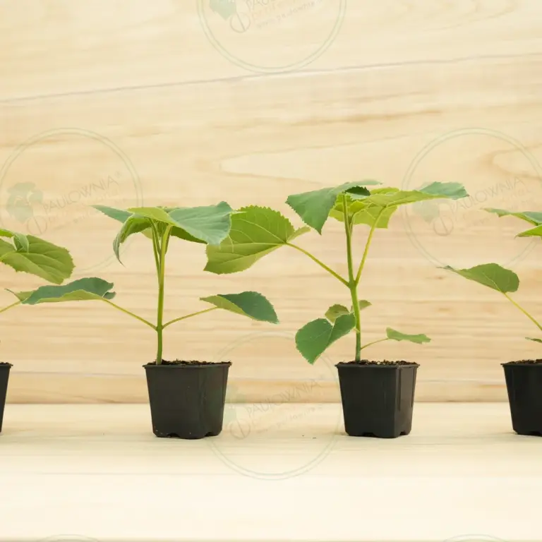 Paulownia Turbo Pro® – Pot 600 ml