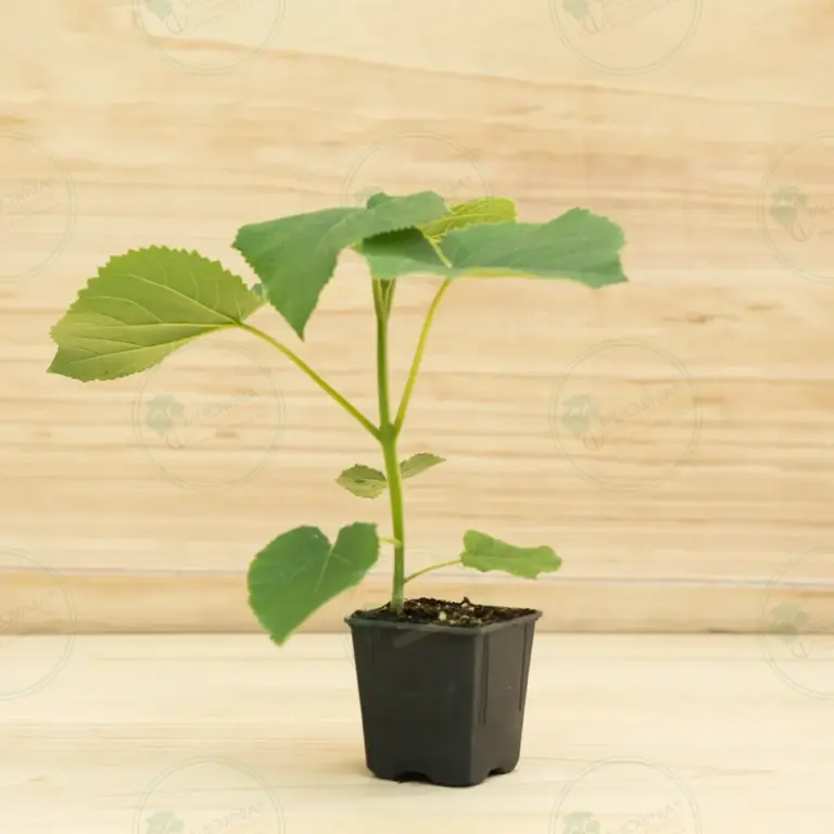 Paulownia Turbo Pro® – Pot 600 ml