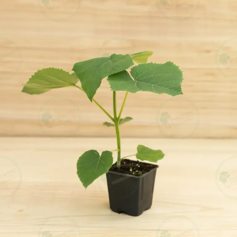 Paulownia Turbo Pro® – Pot 600 ml