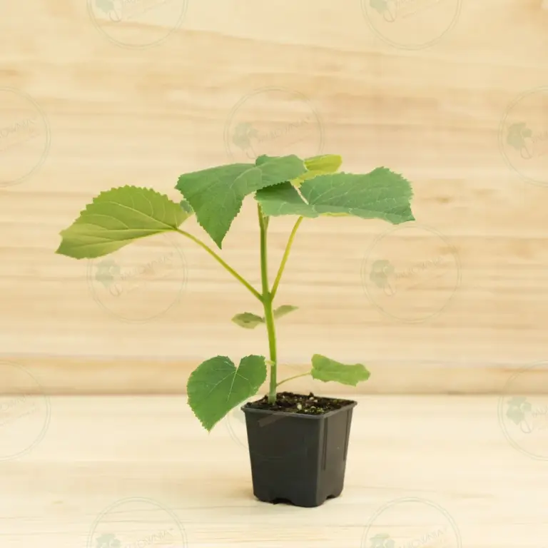 Paulownia Turbo Pro® – Pot 600 ml