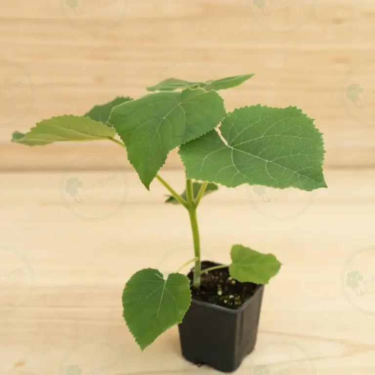Paulownia Turbo Pro® – Pot 600 ml