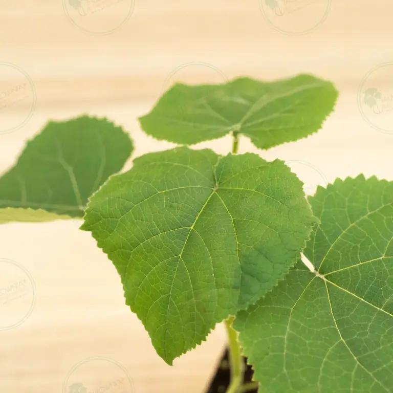 Paulownia Turbo Pro® – Pot 600 ml