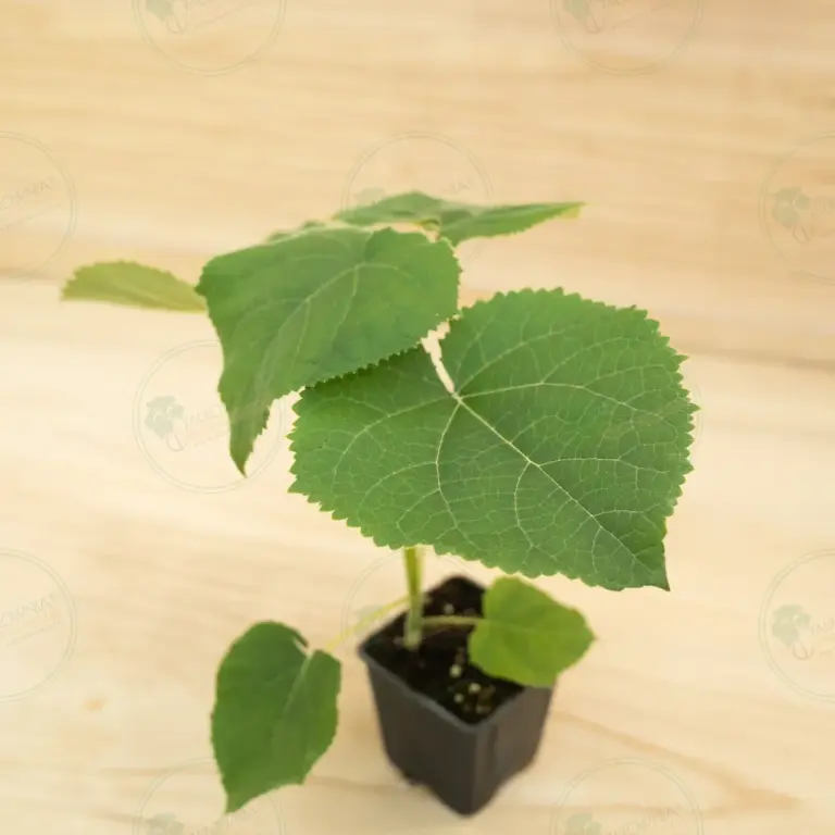 Paulownia Turbo Pro® – Pot 600 ml