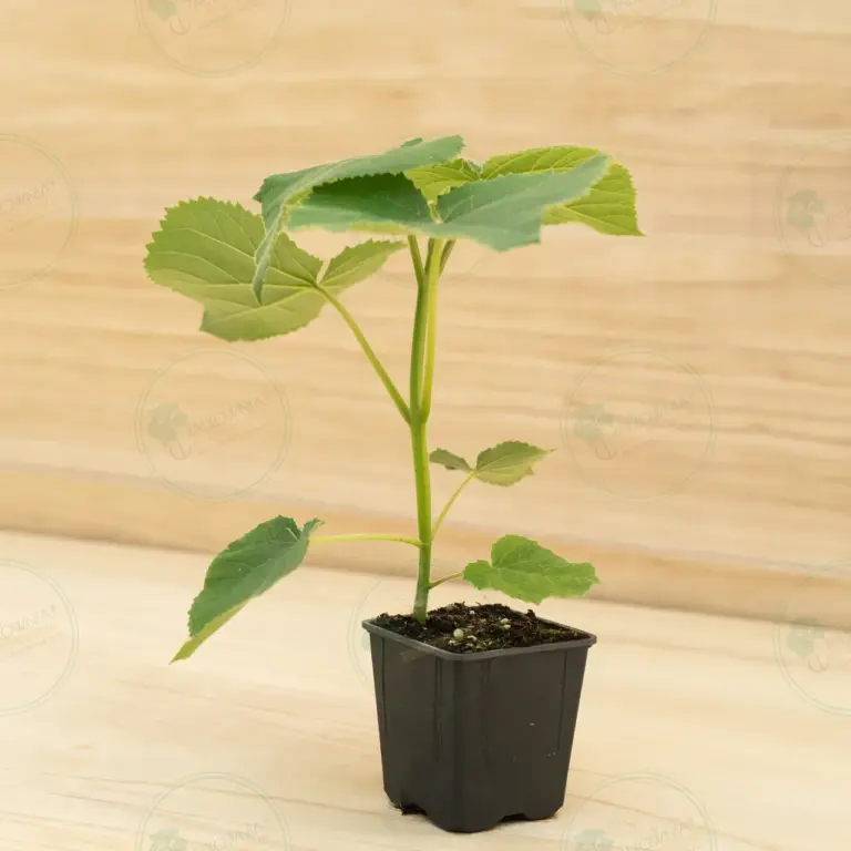 Paulownia Turbo Pro® – Pot 600 ml
