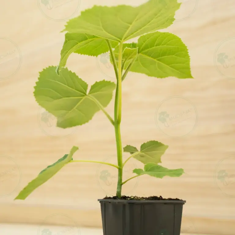 Paulownia Turbo Pro® – Pot 600 ml