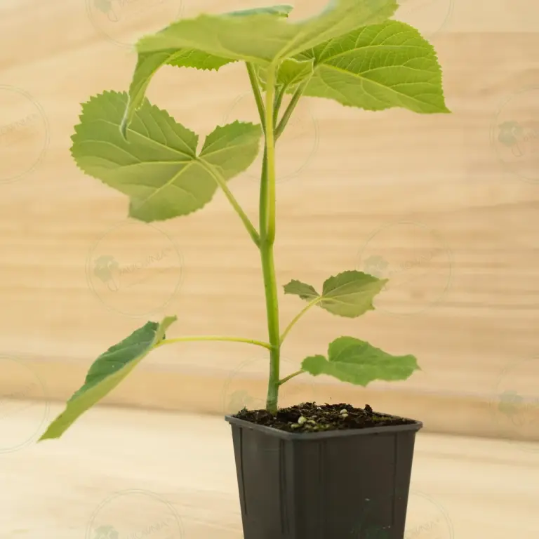 Paulownia Turbo Pro® – Pot 600 ml