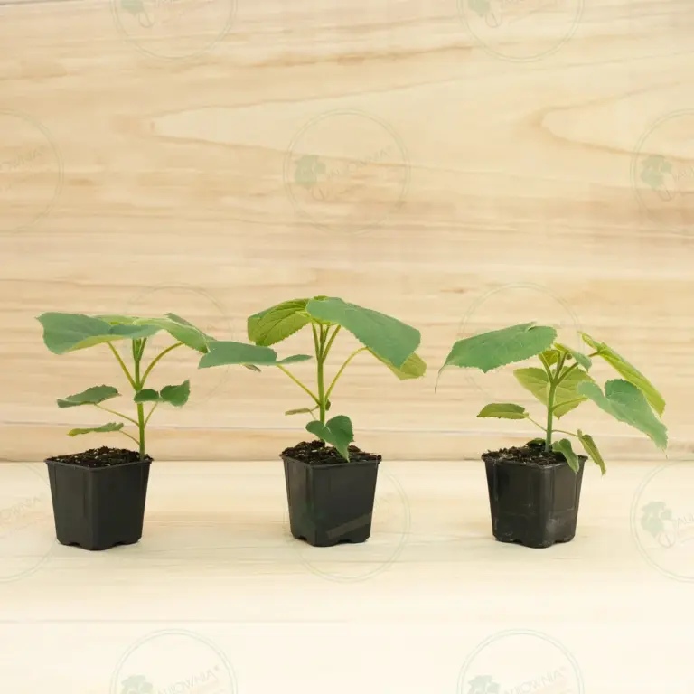 Paulownia Turbo Pro® – Pot 600 ml