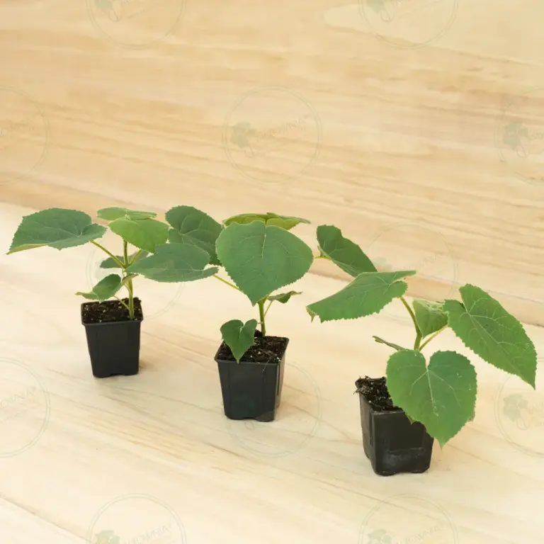 Paulownia Turbo Pro® – Pot 600 ml