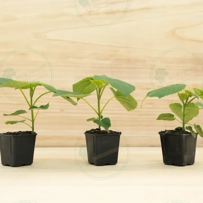 Paulownia Turbo Pro® – Pot 600 ml