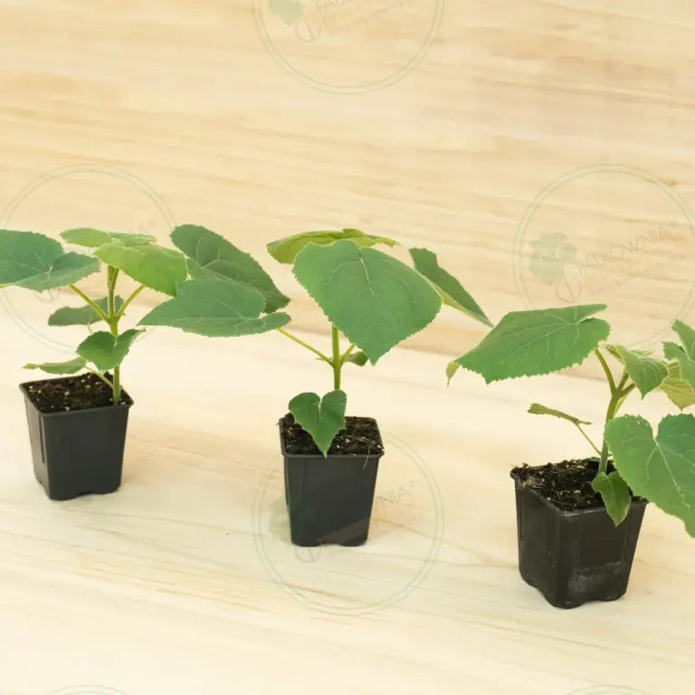 Paulownia Turbo Pro® – Pot 600 ml