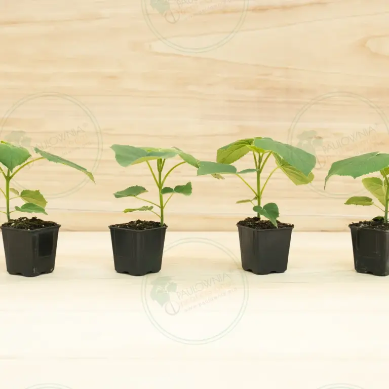 Paulownia Turbo Pro® – Pot 600 ml