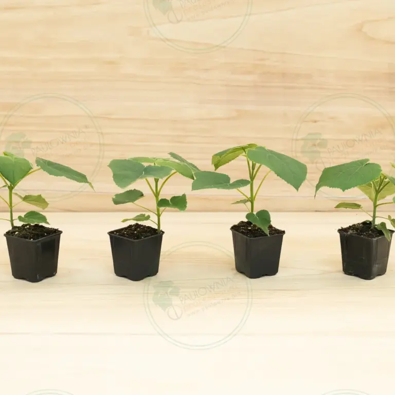 Paulownia Turbo Pro® – Pot 600 ml