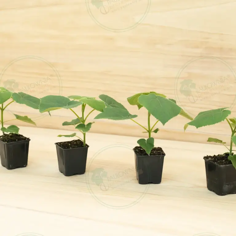 Paulownia Turbo Pro® – Pot 600 ml