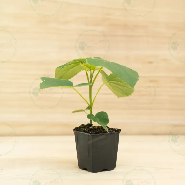 Paulownia Turbo Pro® – Pot 600 ml