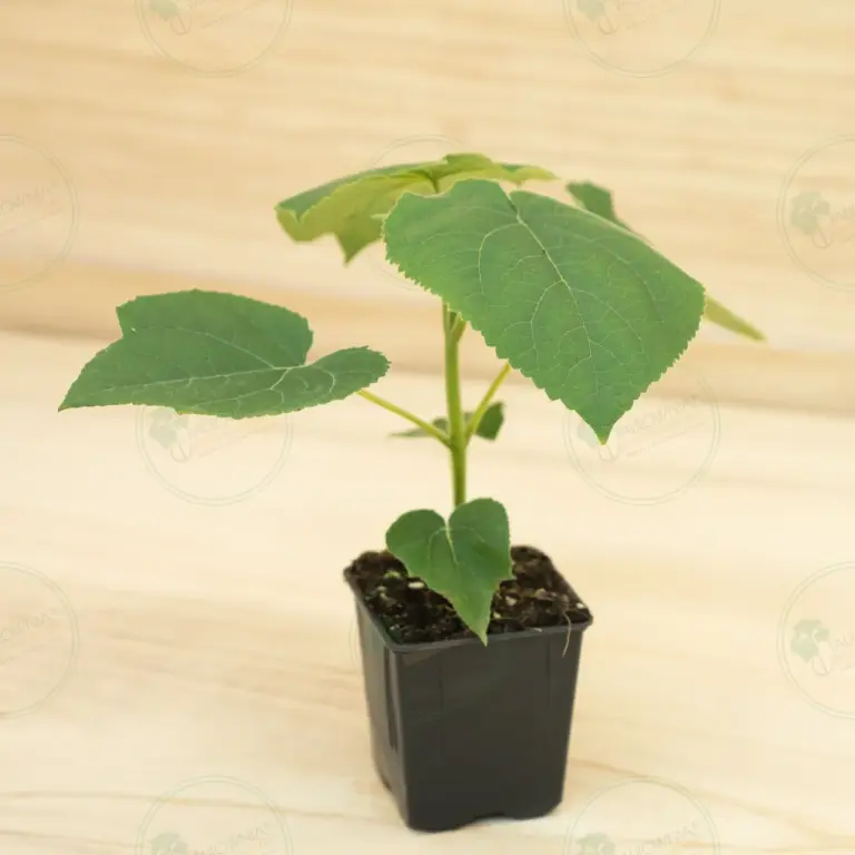 Paulownia Turbo Pro® – Pot 600 ml