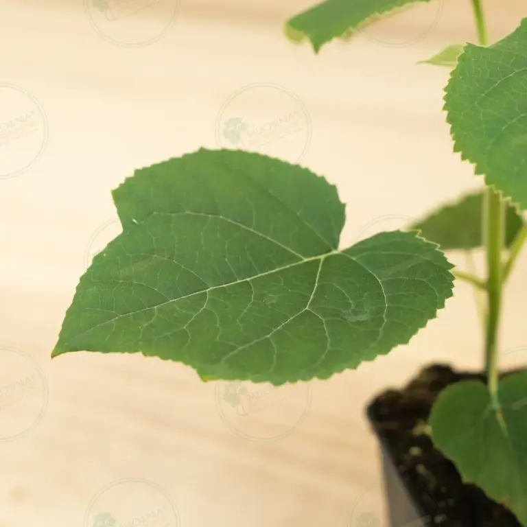 Paulownia Turbo Pro® – Pot 600 ml