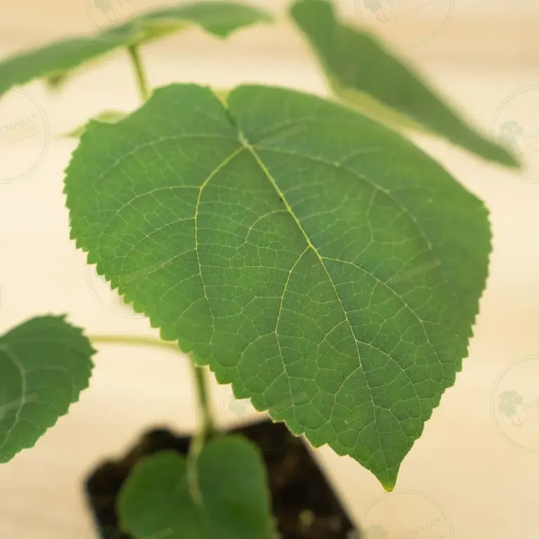 Paulownia Turbo Pro® – Pot 600 ml