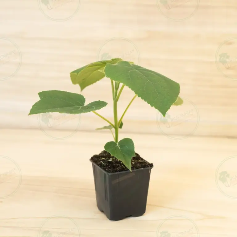 Paulownia Turbo Pro® – Pot 600 ml