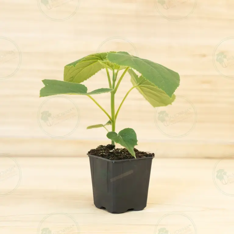 Paulownia Turbo Pro® – Pot 600 ml
