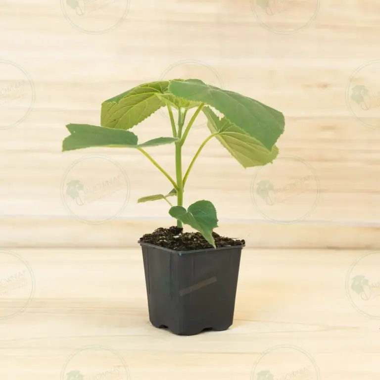 Paulownia Turbo Pro® – Pot 600 ml